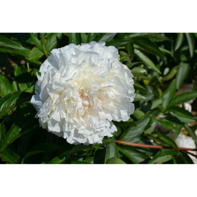 Пион молочноцветковый Мазерс Чойс (П)