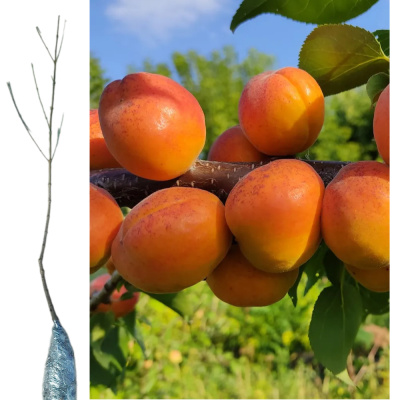 Абрикос Триумф Северный зкс
