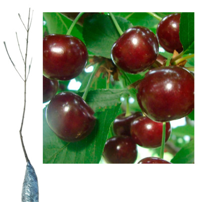 Вишня Призвание