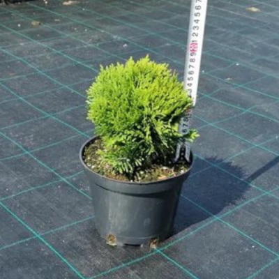 Туя зап Даника С3.