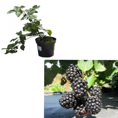 Ежевика Трипл Краун (С2)				