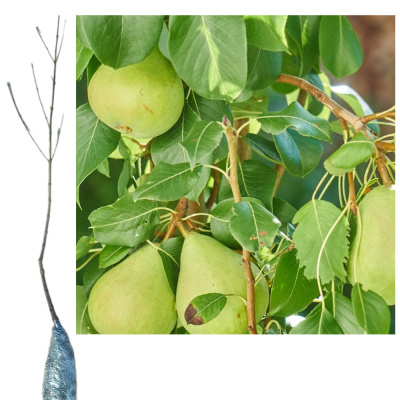 Груша Августовская Роса