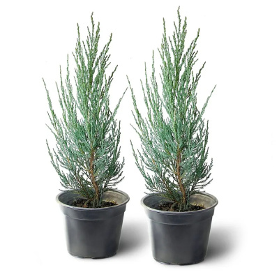 Можжевельник Блю Эрроу 17/50