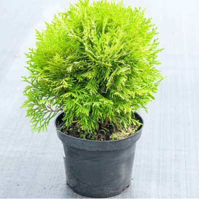 Туя зап. Mirjam с2/3 15-20