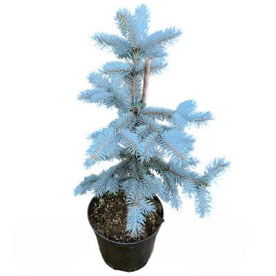 Ель колючая Хупси С25/120-140