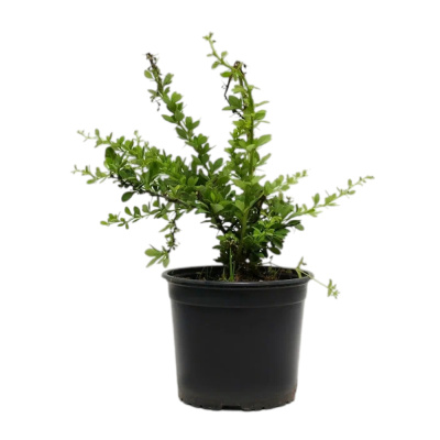 Барбарис Тун. Kelleriis c2/5 20-30