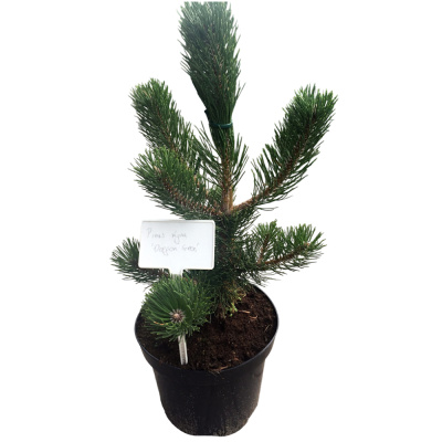 Сосна черная Орегон Грин C8