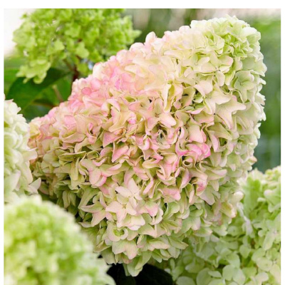 Гортензия метельчатая Литтл Фрайз (С3)