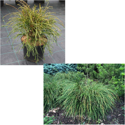 Туя складчатая Випкорт С3