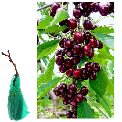 Черешня Ипуть/С