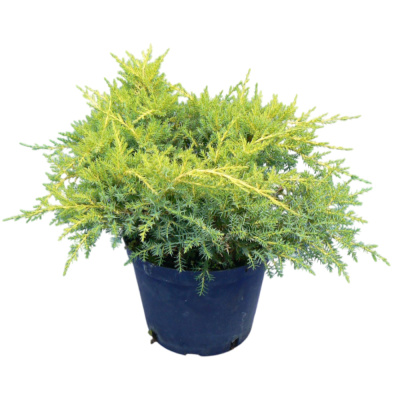 Можжевельник ср.ГолдСтар С3/20-30