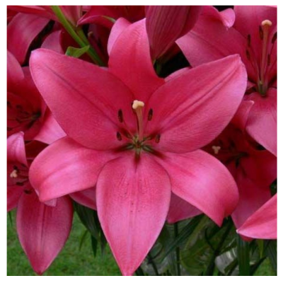 Лилия ЛА-гибрид Салпайс 14-16/К 2шт