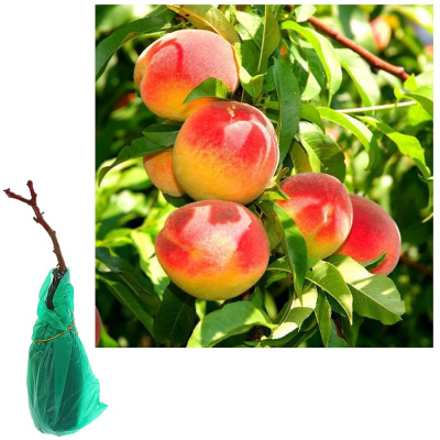 Персик Колонновидный Юбилей столицы/С