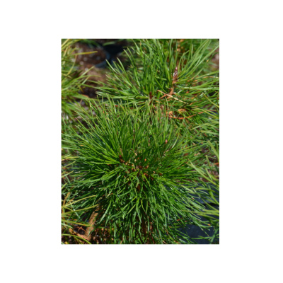 Сосна обыкновенная Кронборг С3