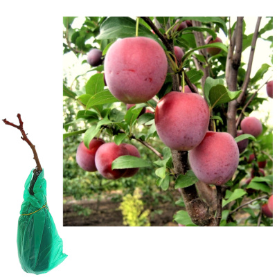 Слива русская (Алыча) пирамидальная Империал/С