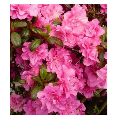 Азалия японская Петтикоут/ЦКор