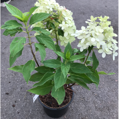 Гортензия метельчатая Литтл Спуки (С3)