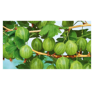 Крыжовник в асс.(П)		