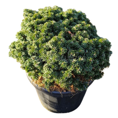 Пихта корейская Бриллиант C8