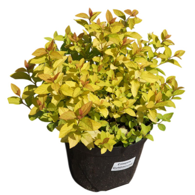 Спирея яп. Goldmound с5