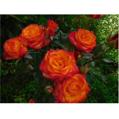 Роза чайно-гибридная Золотая Магия/ЦКор