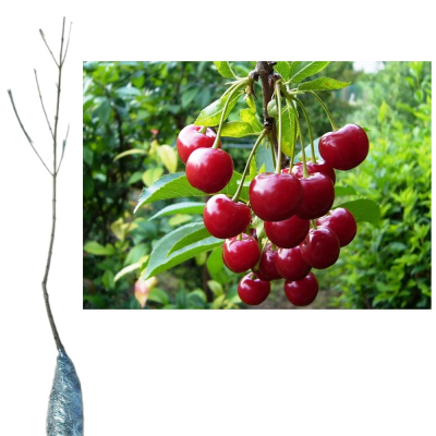 Вишня Молодежная/