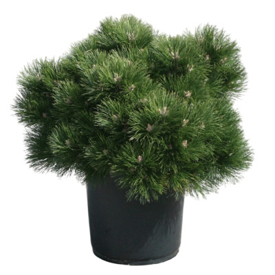 Сосна чер. Hornibrookiana с5 20-30