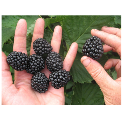 Ежевика Вон/ЦКорЛюкс