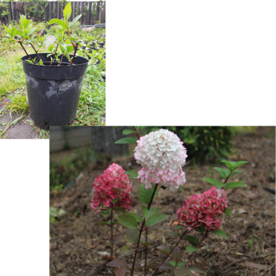Гортензия метельчатая Самарская Лидия  (С3)