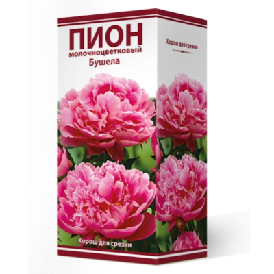 Пион молочноцветковый Бушела 2-3/К