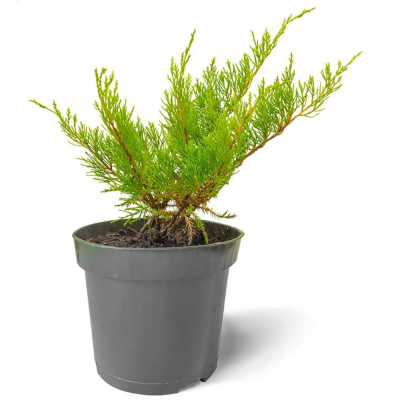 Можжевельник средний Mint Juiep (П)