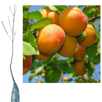 Абрикос Монастырский зкс