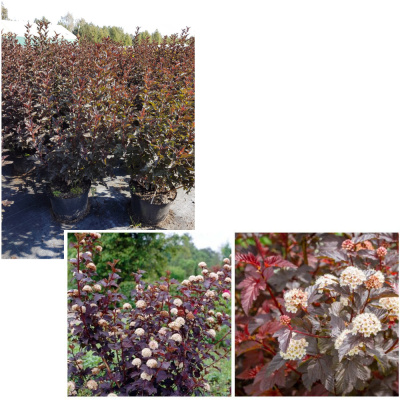 Пузыреплодник калинолистный Ред Барон С3