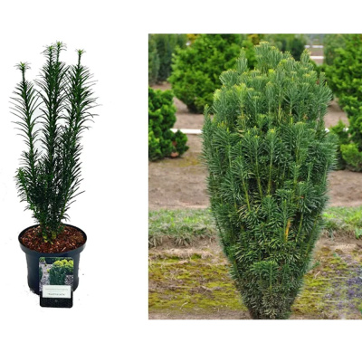 Цефалотаксус Харрингтона Фастигиата C11