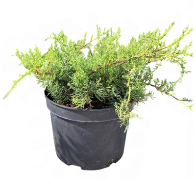 Можжевельник пф.Глаука С5/20-40