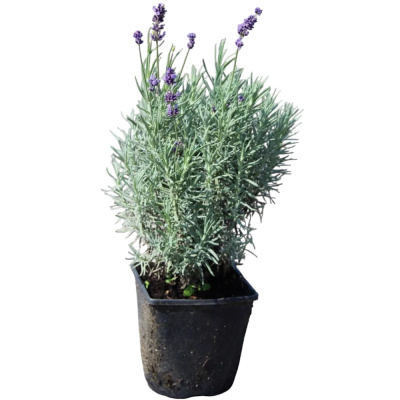 Лаванда лед