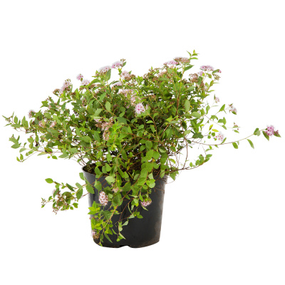 Спирея японская Литл Принцеcс С3