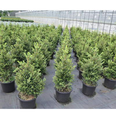 Ель обыкновенная Will's Zwerg'. . . 60-80. . С30. . .