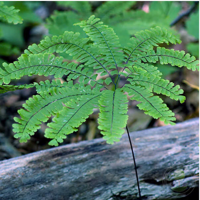 Адиантум стоповидный (П)