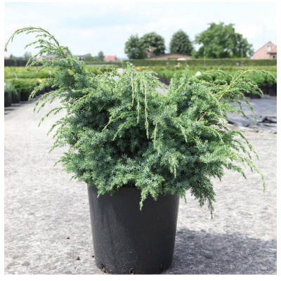 Можжевельник кит. Blue Alps с2 30-50