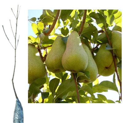 Груша Сказочная