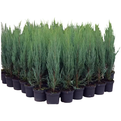 Можжевельник Скальный микс (П)