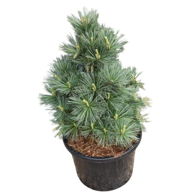 Сосна гибкая Пигмея С18