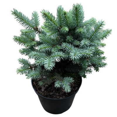 Ель колючая Глаука Глобоза C12