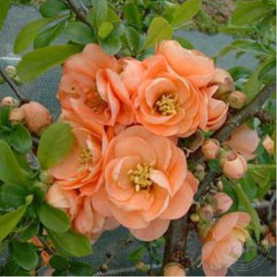 Айва (Хеномелес) великолепная Камео (С2)				