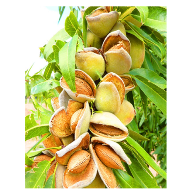 Миндаль Десертный/С