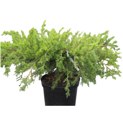 Можжевельник средний Mint Juiep C5 (П)