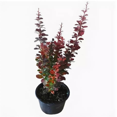 Барбарис Тун. Red Rocket с5/7,5 40-60