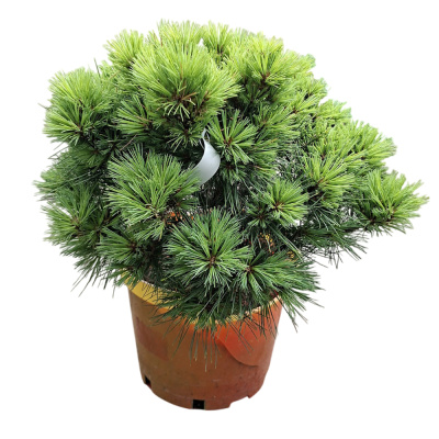 Сосна веймутова Бергманс Мини С18