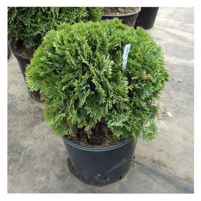 Туя зап Даника С7,5 30-40